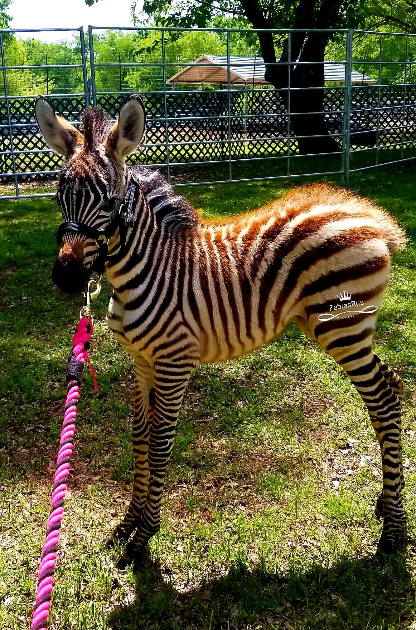 Zebra Baby for Sale | Zebras R us