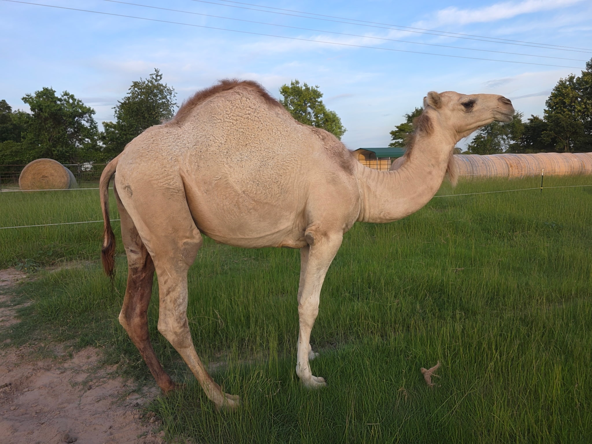 Camel 3 at Zebras R Us