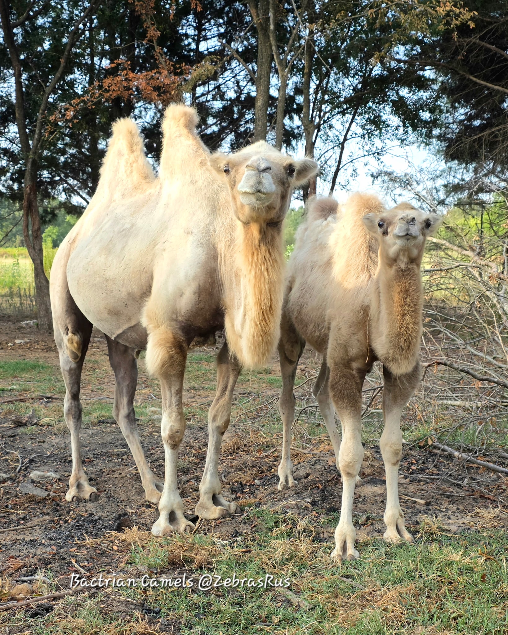 Camel 4 at Zebras R Us