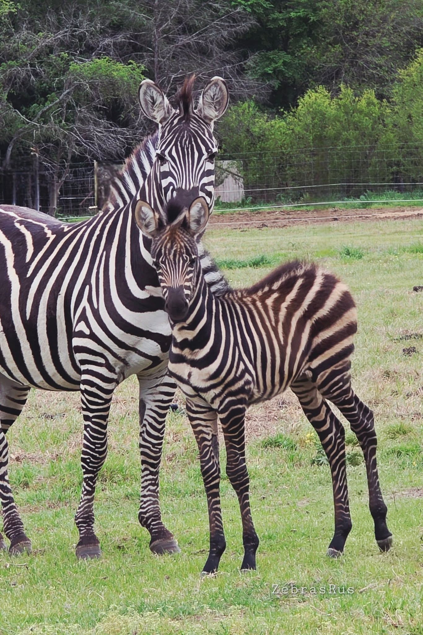 Zebra baby for sale 4