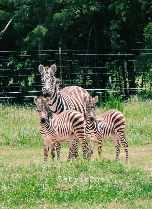 Zebra baby for sale 5