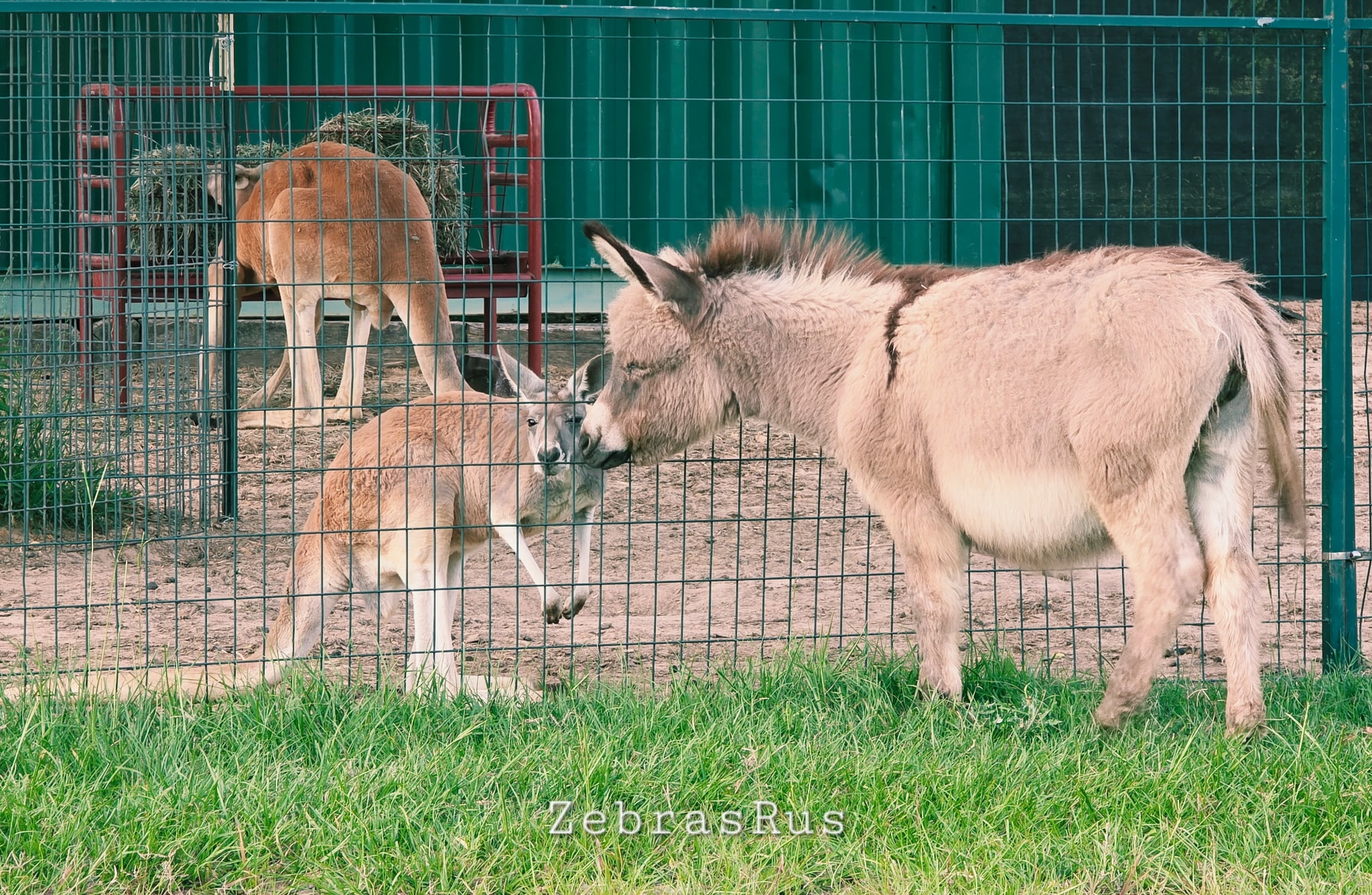 Other Exotic Animals 5