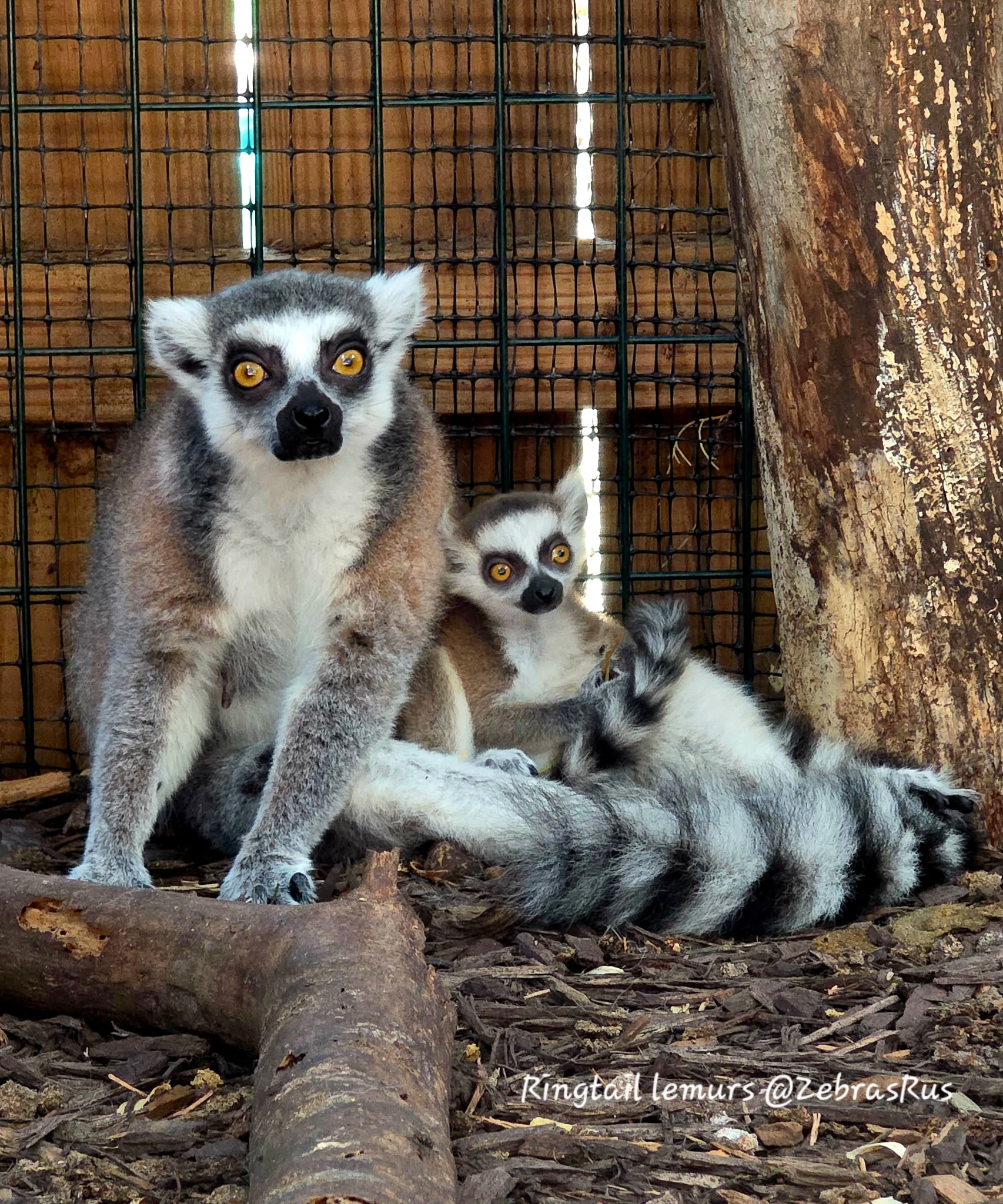 Other Exotic Animals 14