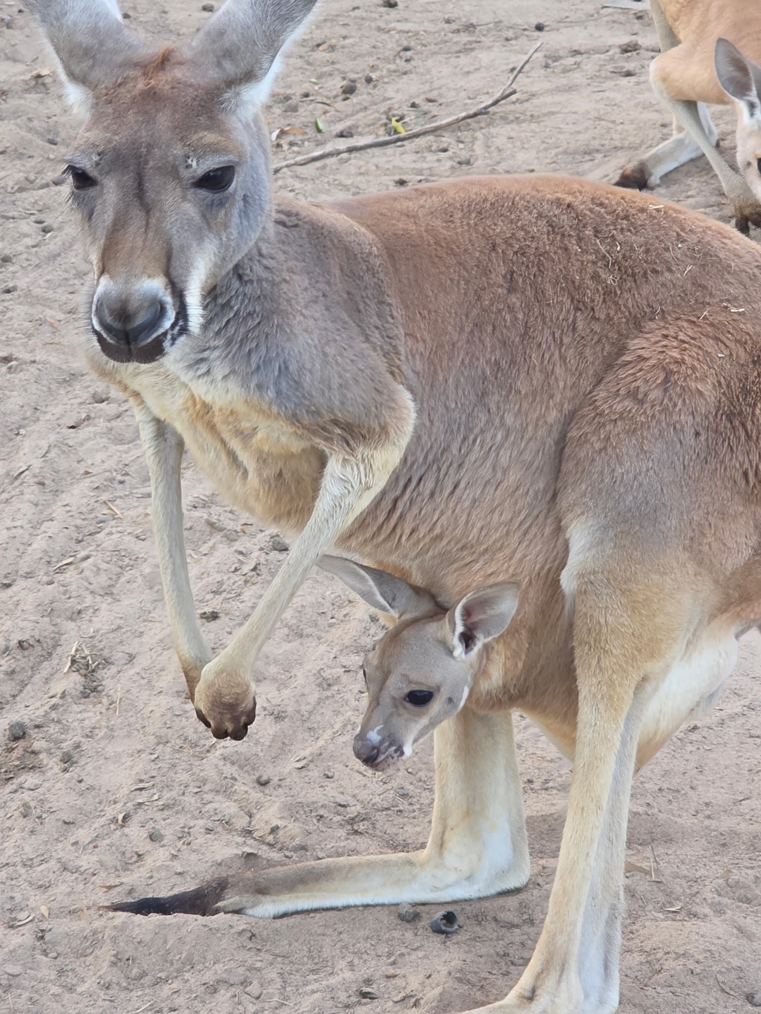 Other Exotic Animals 6