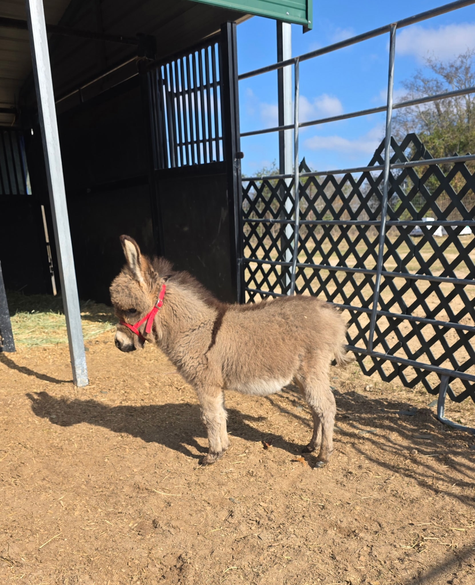 Other Exotic Animals 7