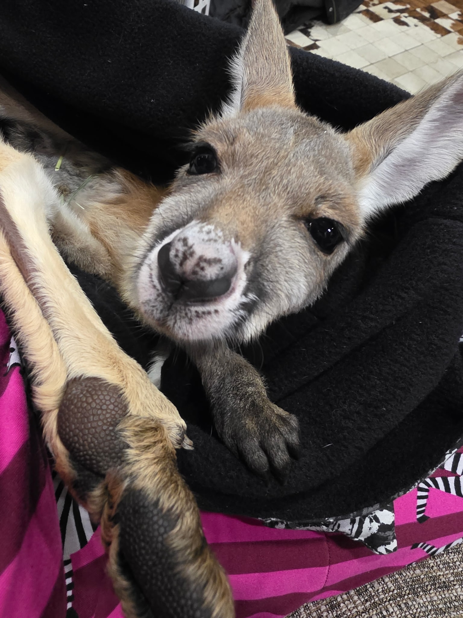 Other Exotic Animals 8