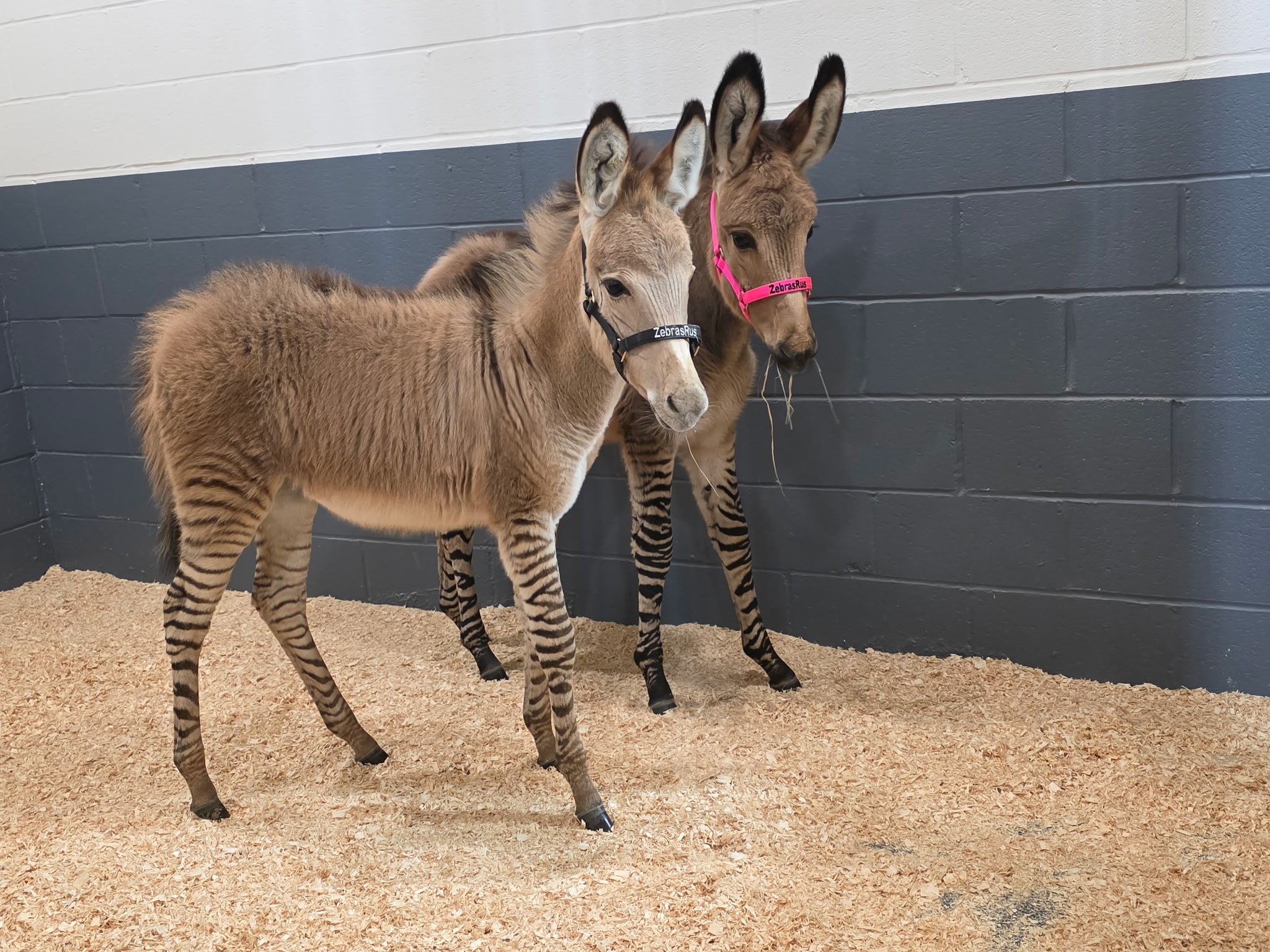 Other Exotic Animals 9