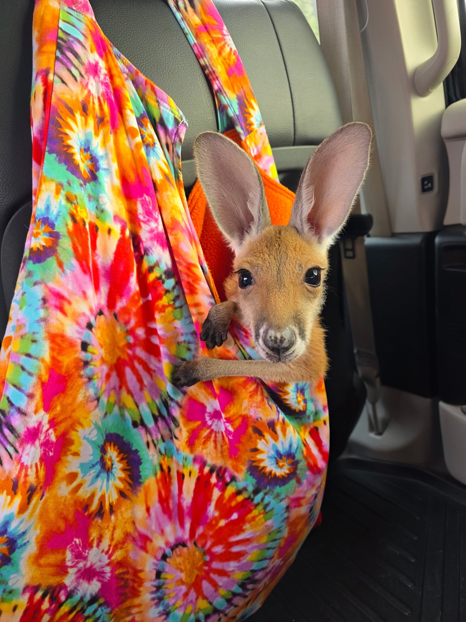 Other Exotic Animals 10