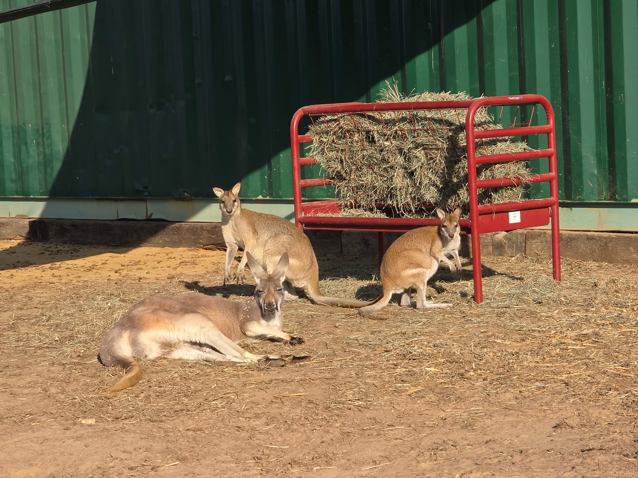 Other Exotic Animals 12