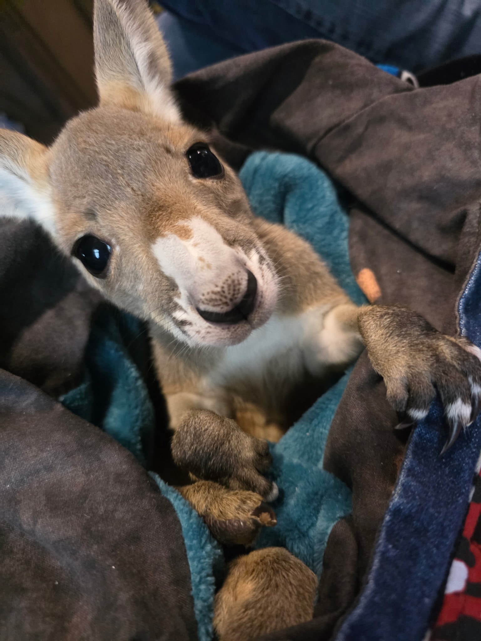 Other Exotic Animals 13