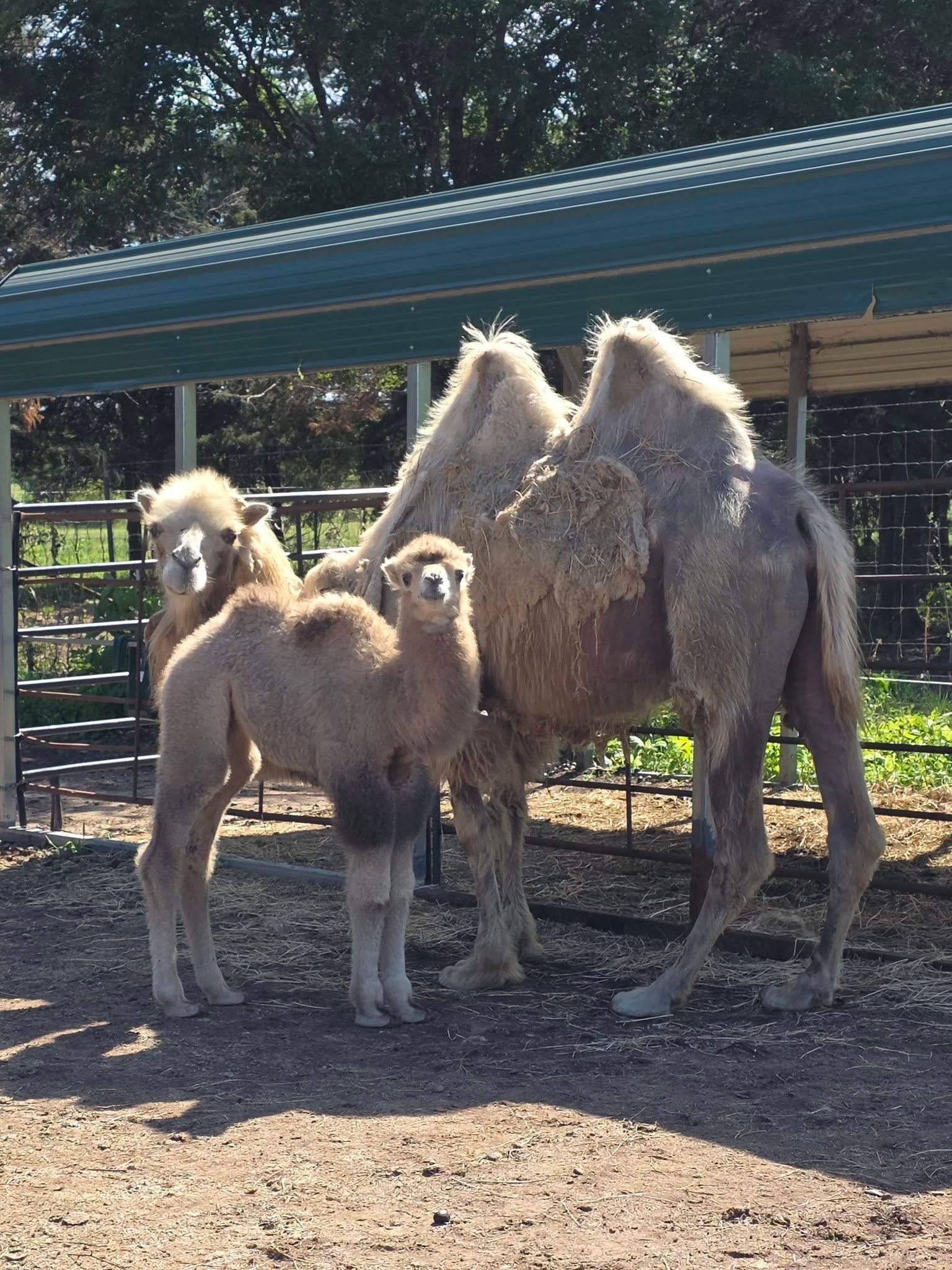 Camel 5 at Zebras R Us