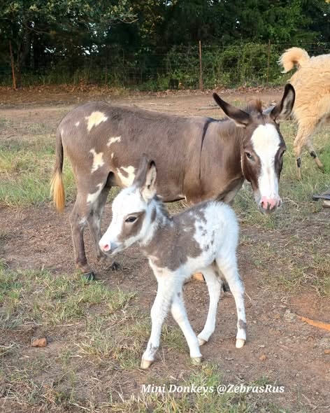 Zonkey 1