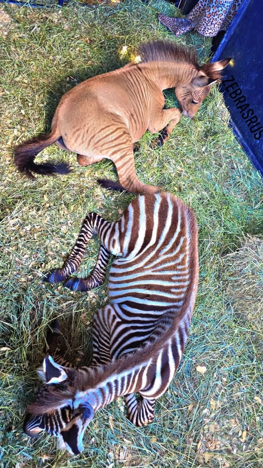 Zonkey 2