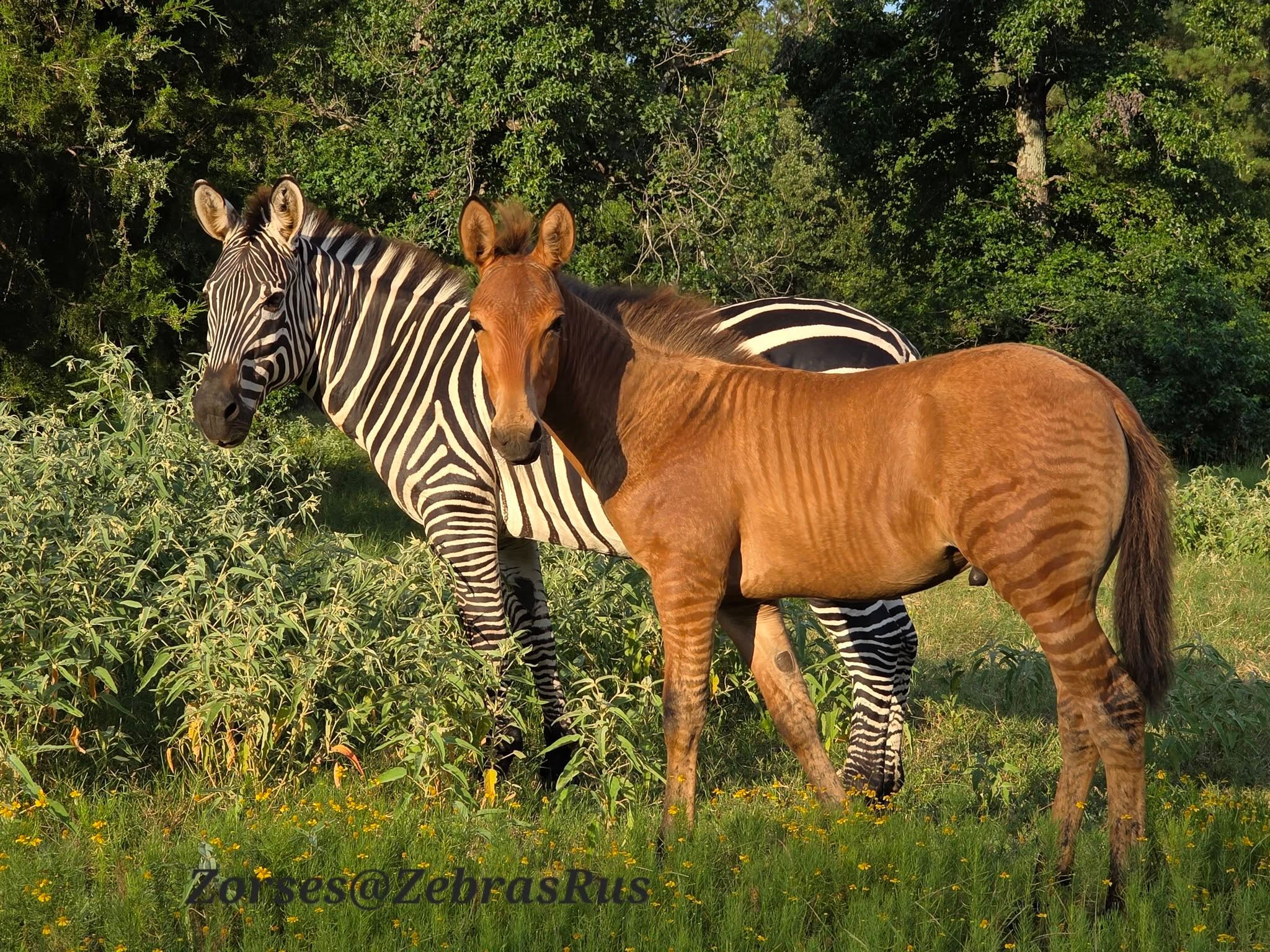 Zonkey 3