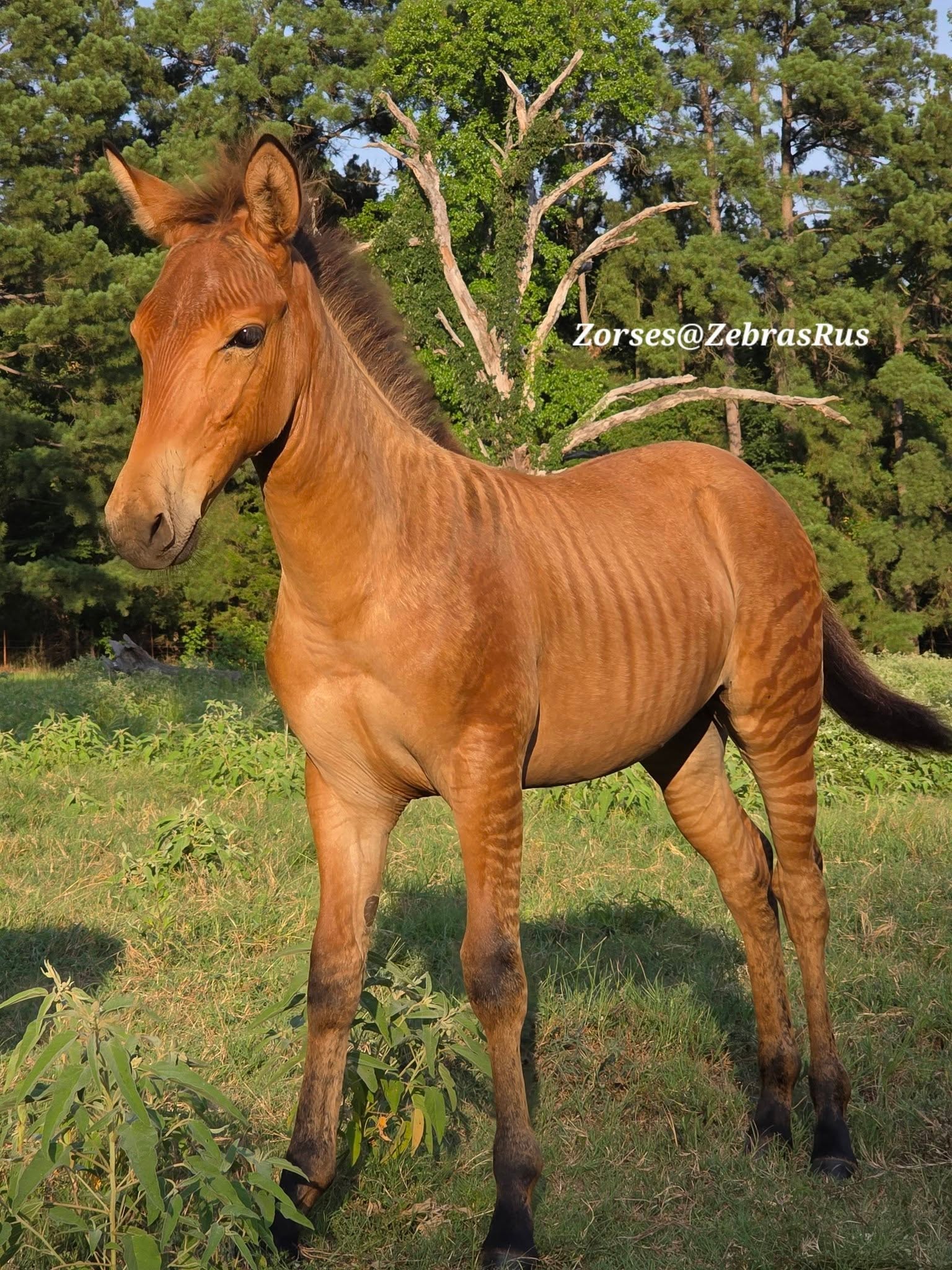 Zonkey 4